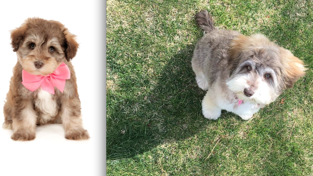 what is a teddy bear schnoodle